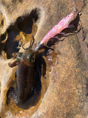 秋イカエギング