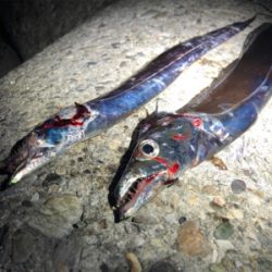 休日のタッチ〜釣行! 出遅れた(´༎ຶོρ༎ຶོ`)