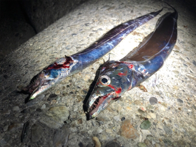 休日のタッチ〜釣行! 出遅れた(´༎ຶོρ༎ຶོ`)
