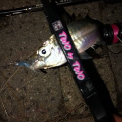 多魚種釣れました(´∇`)