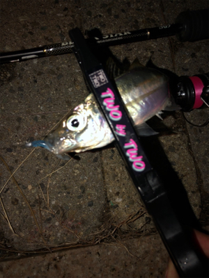 多魚種釣れました(´∇`)