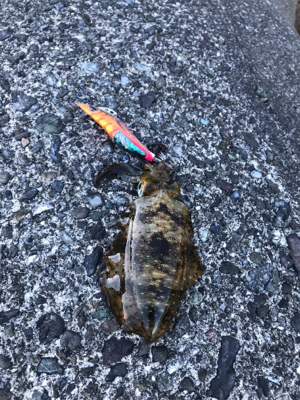 安定のちいささ