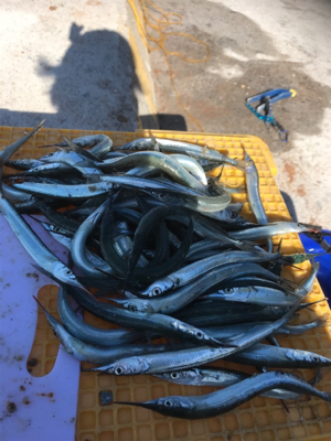 ダンゴ釣りのはずが