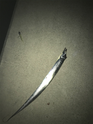 サイズアップなう！！