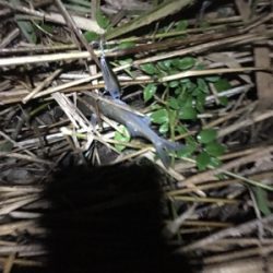 干潮エントリー