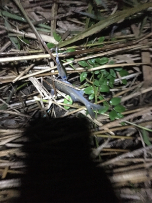 干潮エントリー