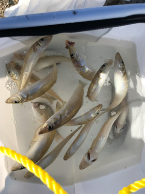 おっちゃんの言う通り