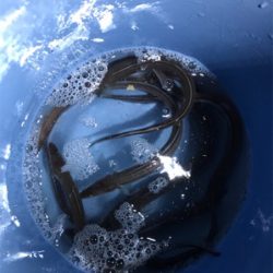 アナゴが大爆釣です