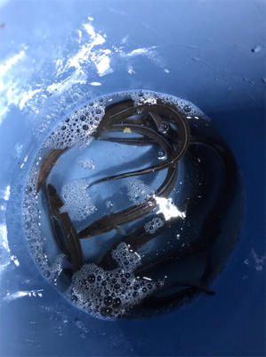 アナゴが大爆釣です