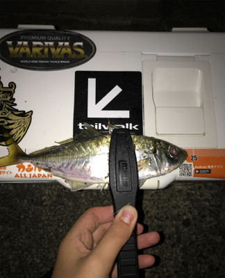 アジを求めて③