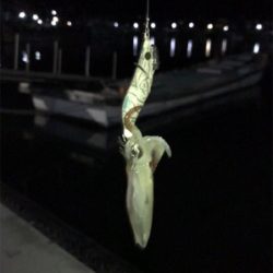 イカの引きを味わいたくて