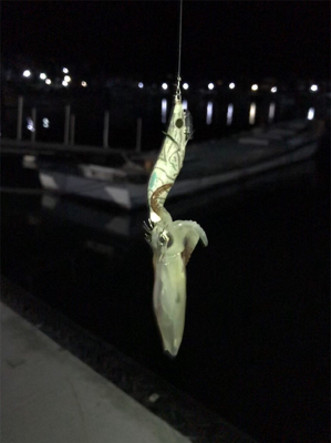 イカの引きを味わいたくて