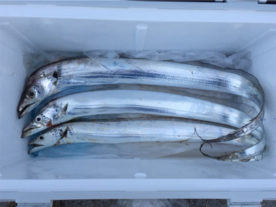 今朝はシブいです