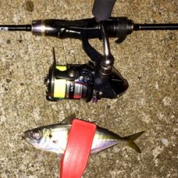 アジンガー0700〜0745