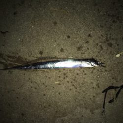 昨日ぼーず、リベンジに！