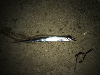 昨日ぼーず、リベンジに！