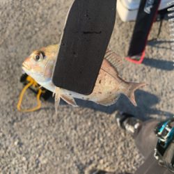 明石アジング不調