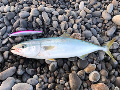 青物修行（笑）