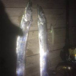 タチウオ&メバリングの2ラウンド