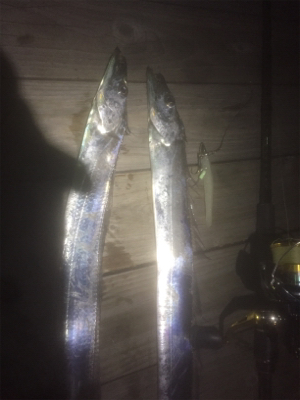 タチウオ&メバリングの2ラウンド