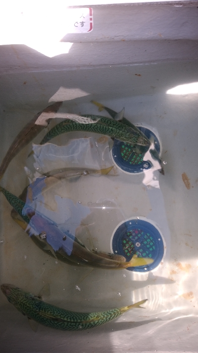 良いとこなのに、餌切れです。