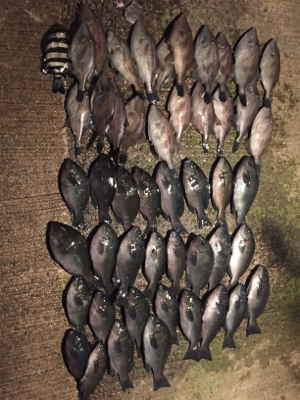 ウマヅラ・グレ