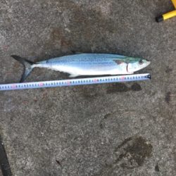 親父たちの釣行 大阪湾編