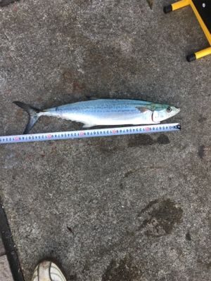 親父たちの釣行  大阪湾編