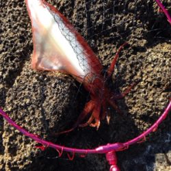 サゴシ45cm,アオリイカ500g,紅イカ63cm