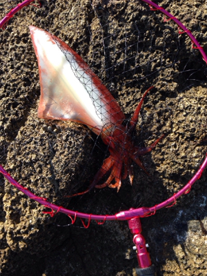 サゴシ45cm,アオリイカ500g,紅イカ…