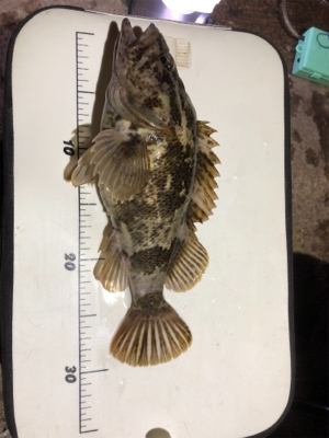 地元ちょこっと太刀魚釣り