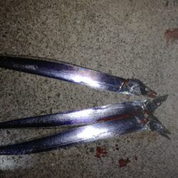 タチウオ釣り大人気！