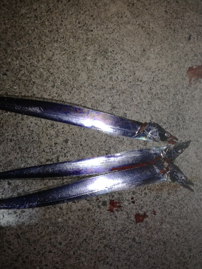 タチウオ釣り大人気！