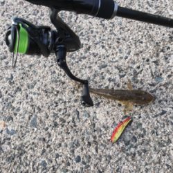 おハゼとセイゴ