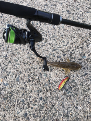 おハゼとセイゴ