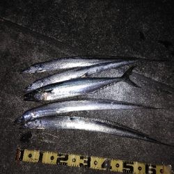 タチ　サゴ　サバ