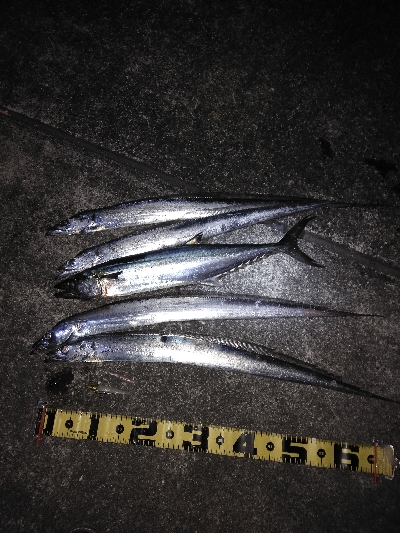 タチ　サゴ　サバ