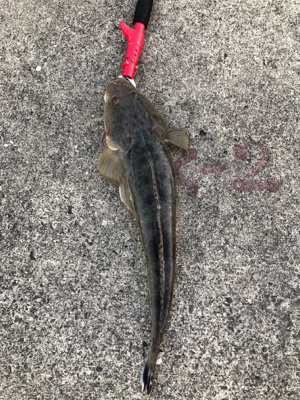 久々のチニング