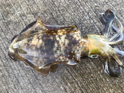 アオリイカ釣果