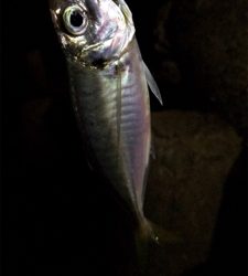 アジがたくさん釣れた