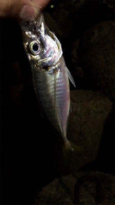 アジがたくさん釣れた