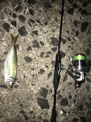 短時間アジング