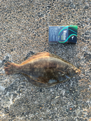 カレイが釣れました