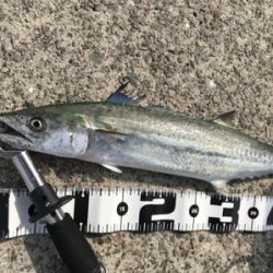 ルアーマンの意地2