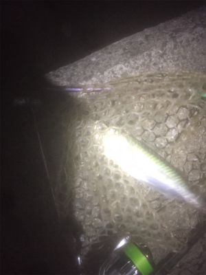 タチウオ、メバルの2ラウンド2日目