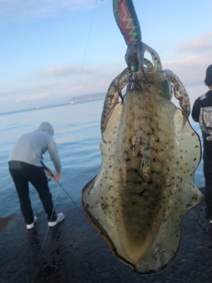 和歌山 アオリイカ