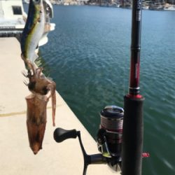 昼間のヒイカ調査