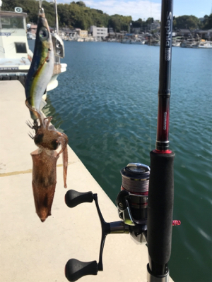 昼間のヒイカ調査