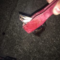 タチウオ複数げっと!