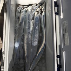 釣り人家さんタチウオ便